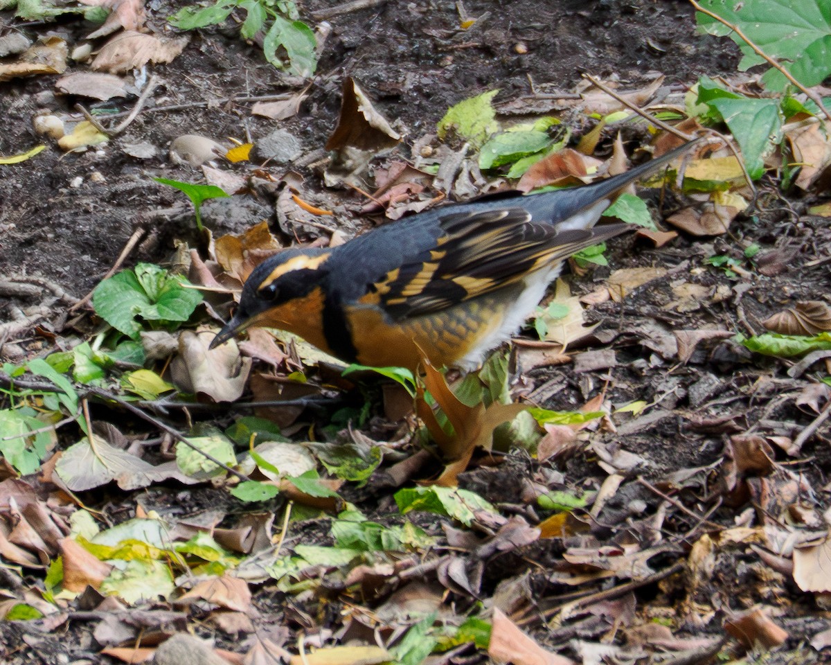 Varied Thrush - ML644481845