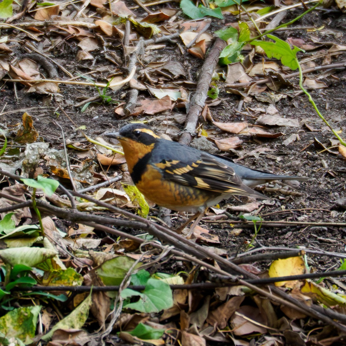 Varied Thrush - ML644481847