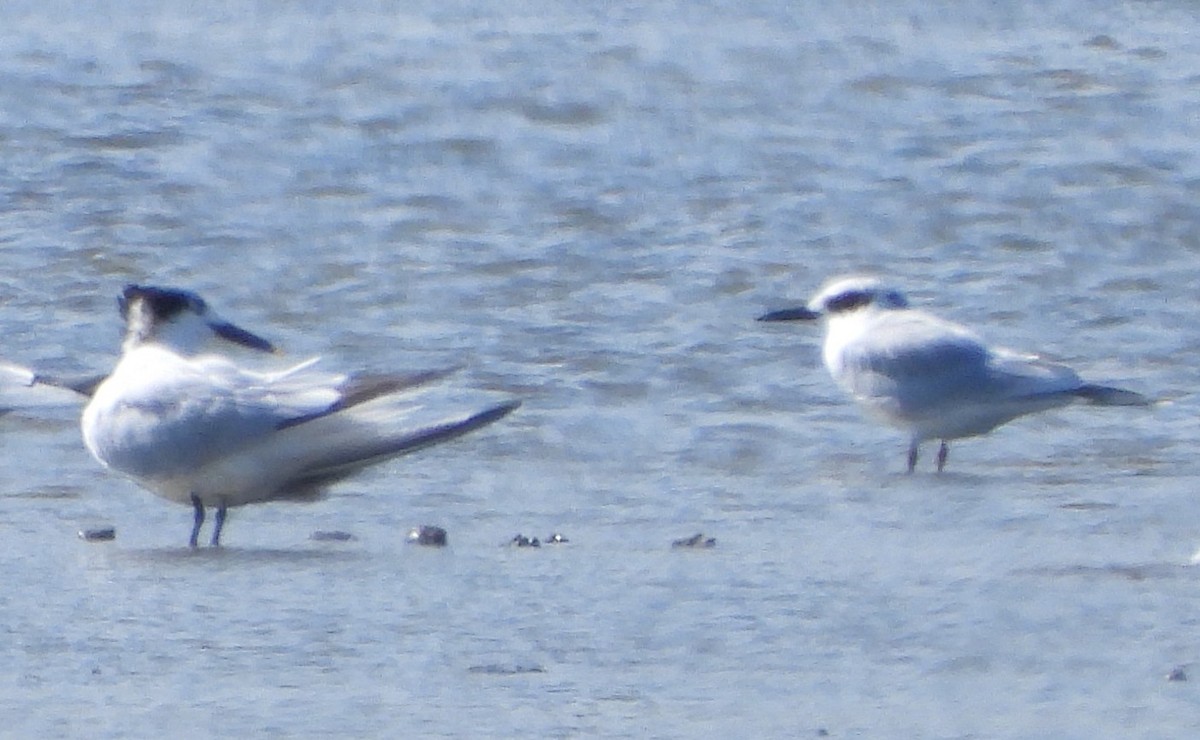 Sandwich Tern - ML644481848