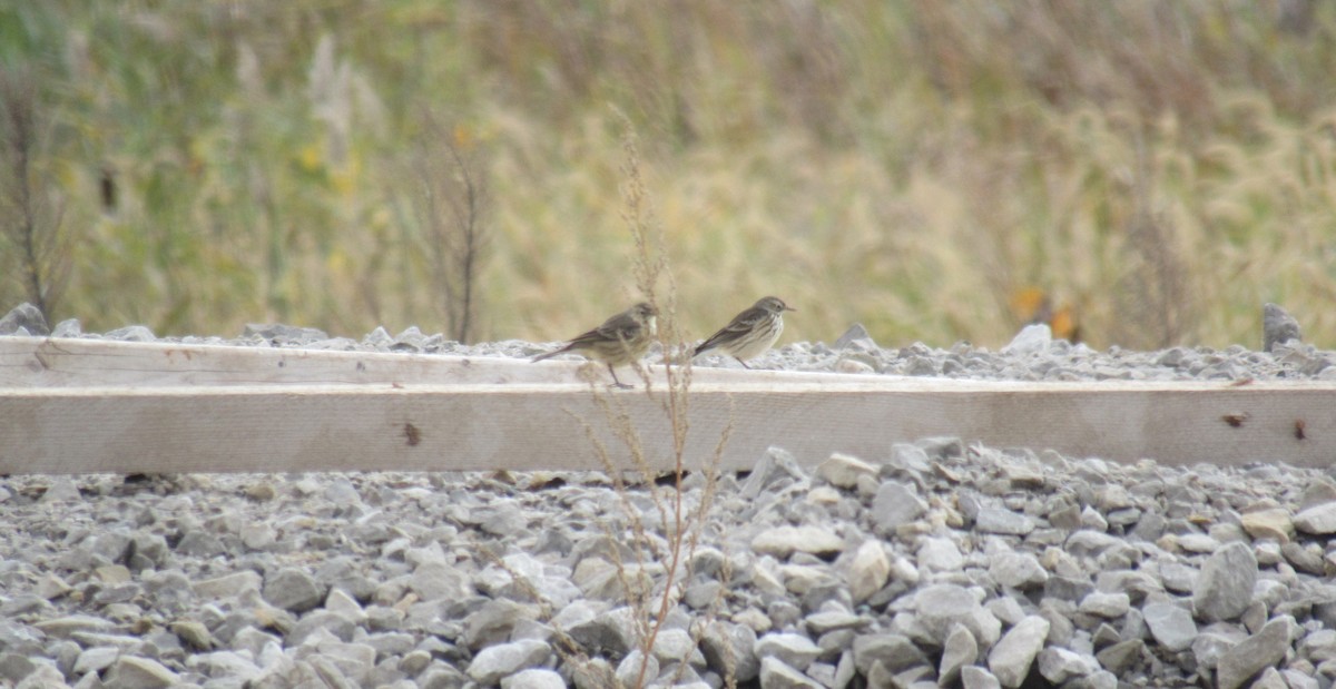 American Pipit - ML644481849
