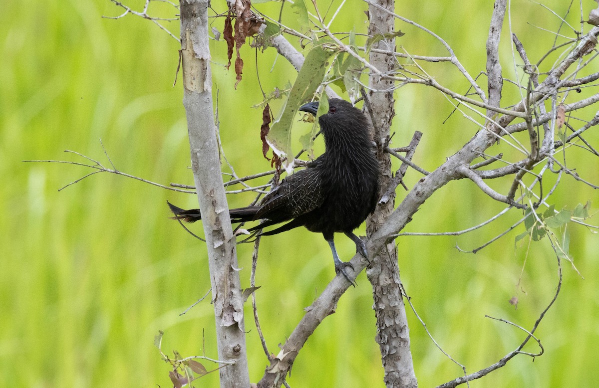 Pheasant Coucal - ML644481850