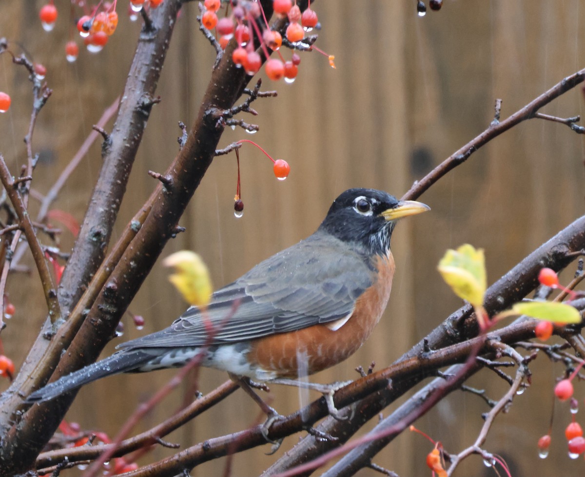 American Robin - ML644481858