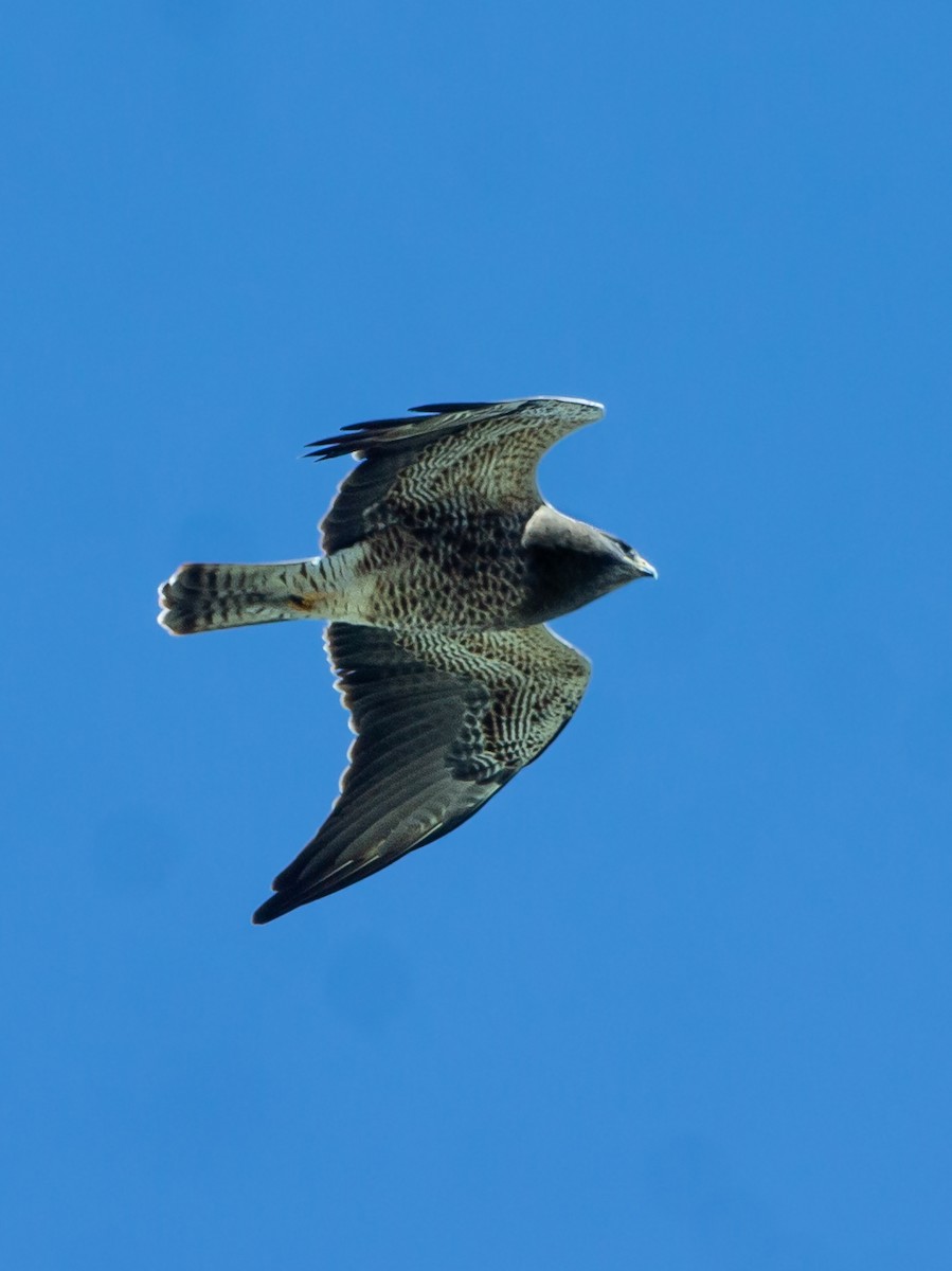 Свенсонов канюк - ML644481859