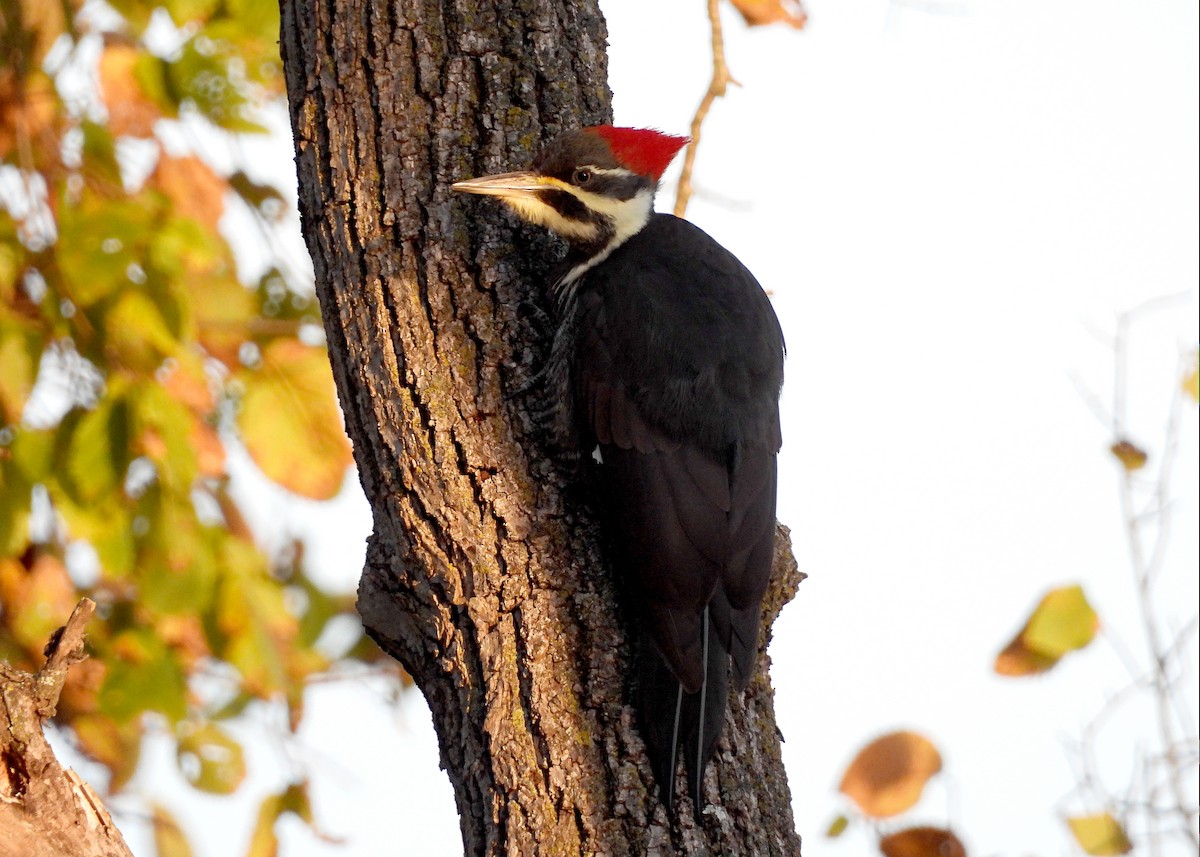 Pileated Woodpecker - ML644481869
