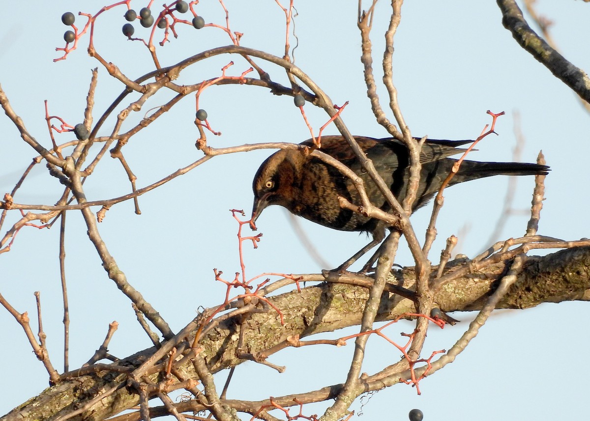 Rusty Blackbird - ML644481880