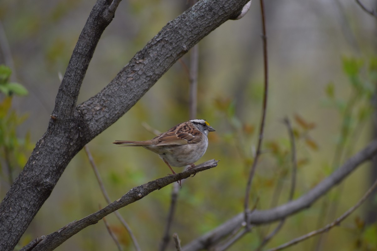 White-throated Sparrow - ML644481891