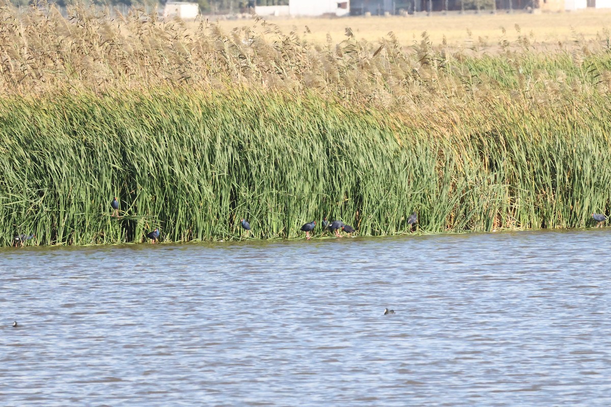 セイケイ - ML644481912