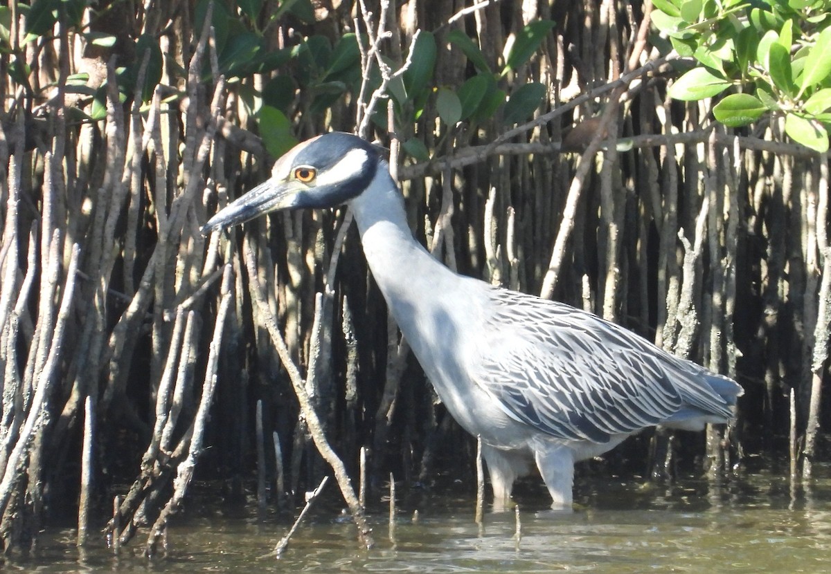 Yellow-crowned Night Heron - ML644481914