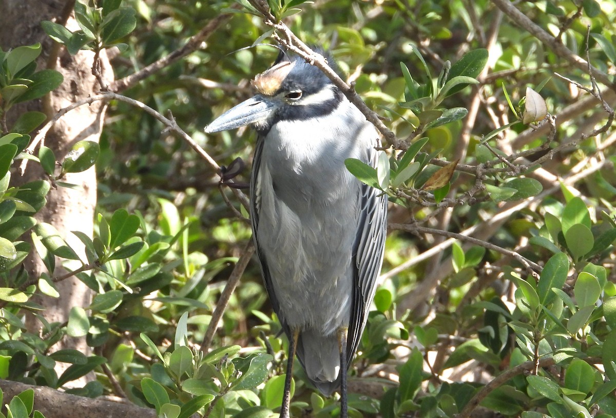 Yellow-crowned Night Heron - ML644481915