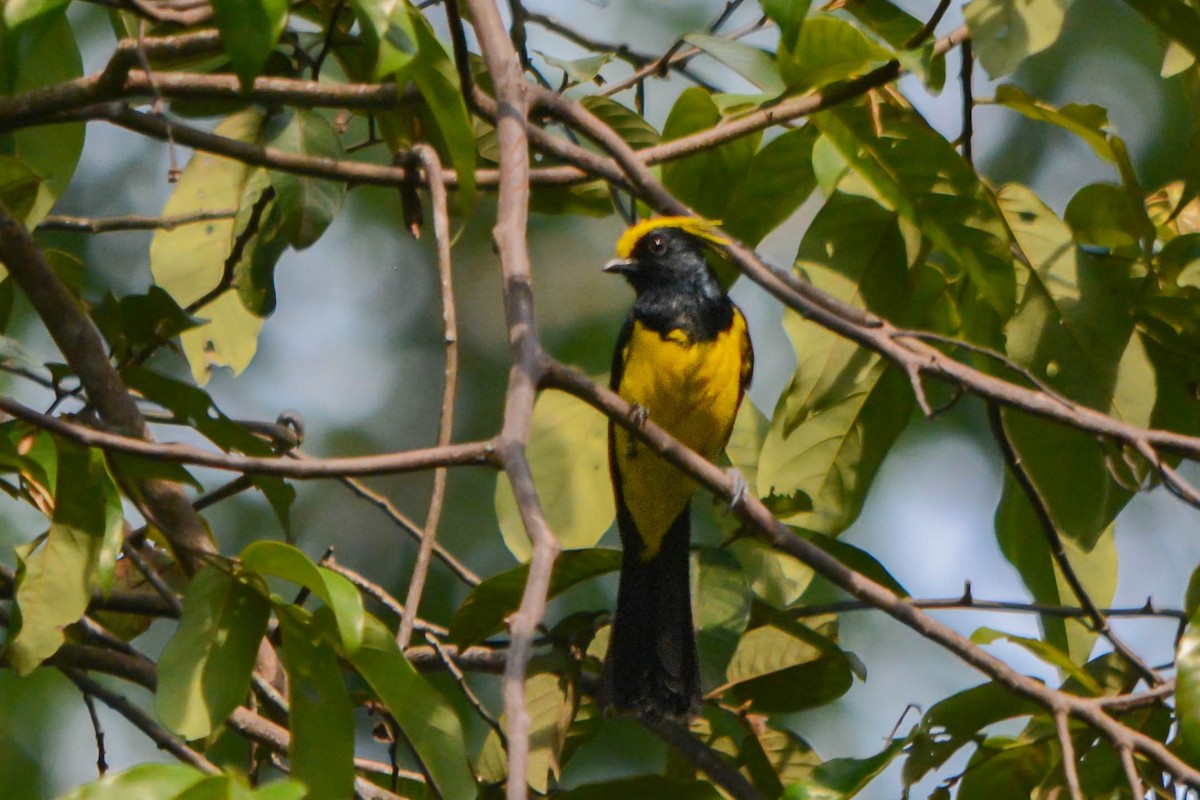 Sultan Tit - ML644481918