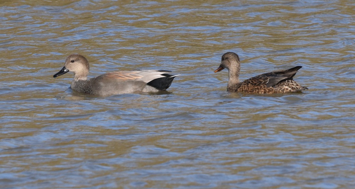 Gadwall - ML644481919