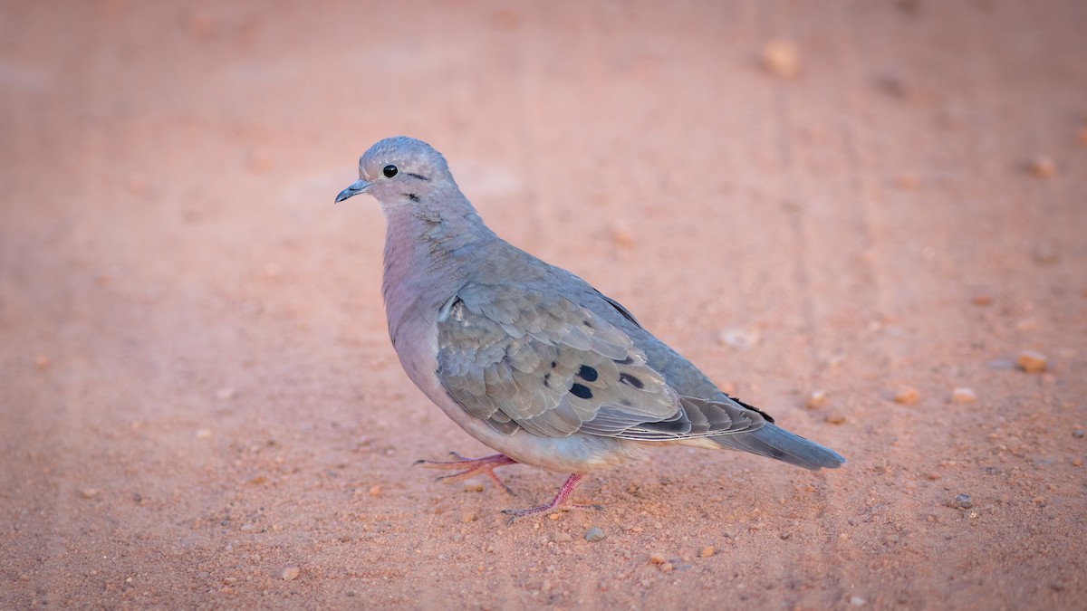 Eared Dove - ML644481923