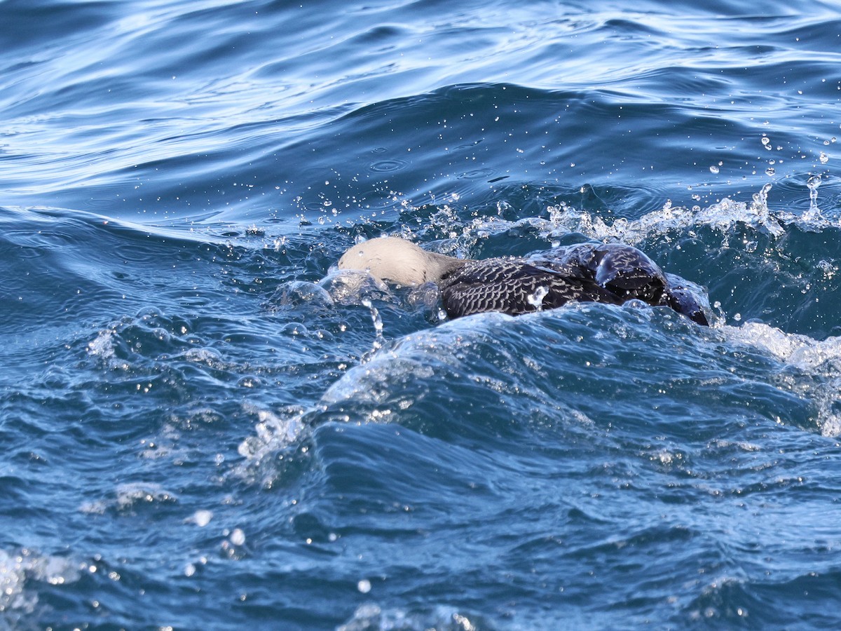 Plongeon du Pacifique - ML644481925