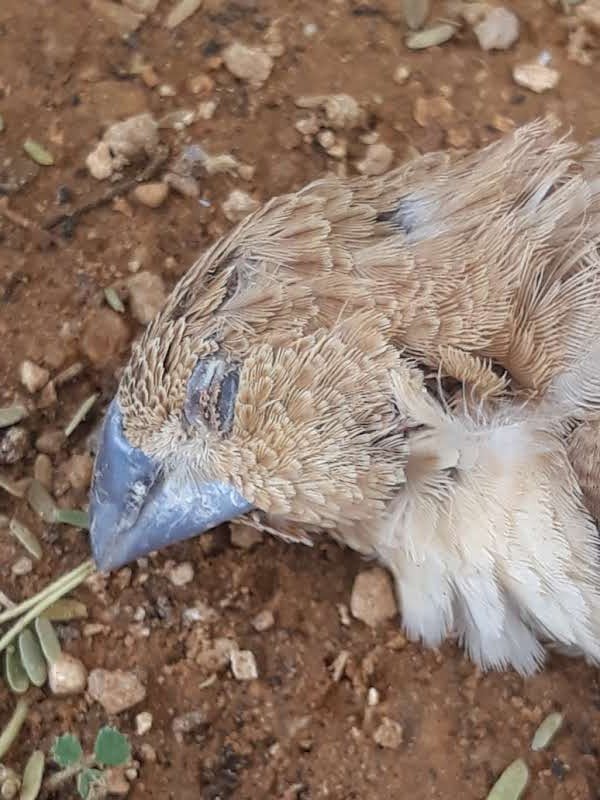 African Silverbill - ML644481937