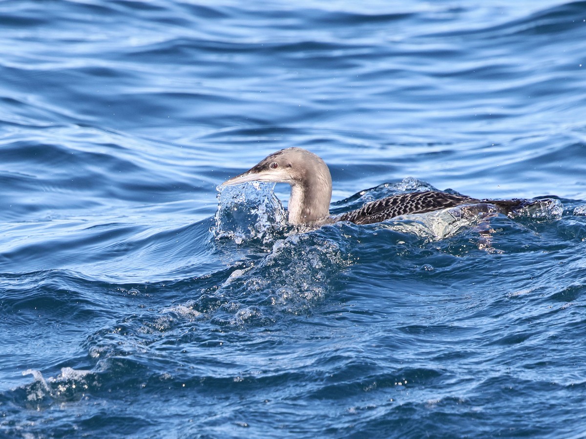 Plongeon du Pacifique - ML644481952