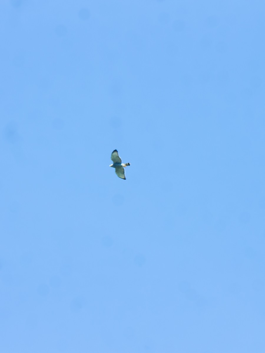 Серый канюк - ML644481953