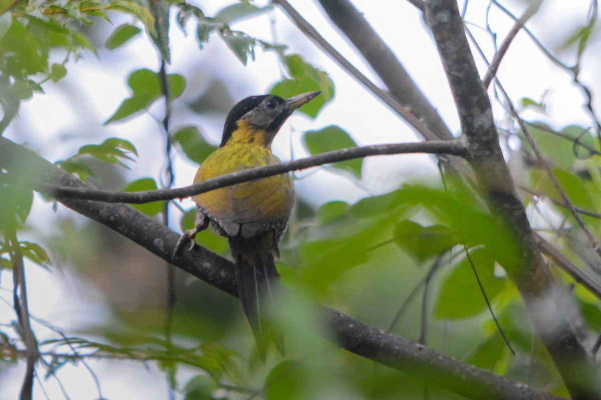 Laced Woodpecker - ML644481960