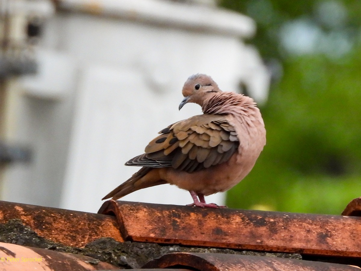 Eared Dove - ML644481967