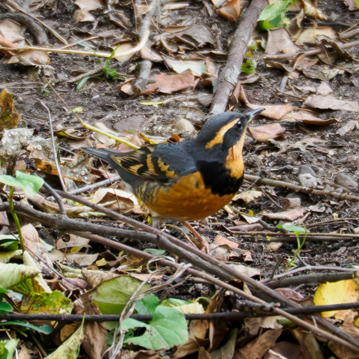 Varied Thrush - ML644481968