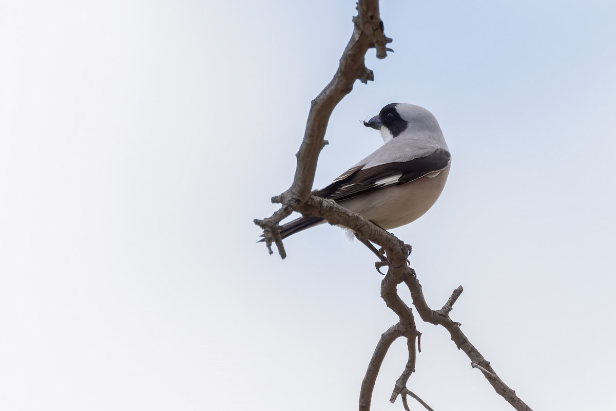 Lesser Gray Shrike - ML644481979