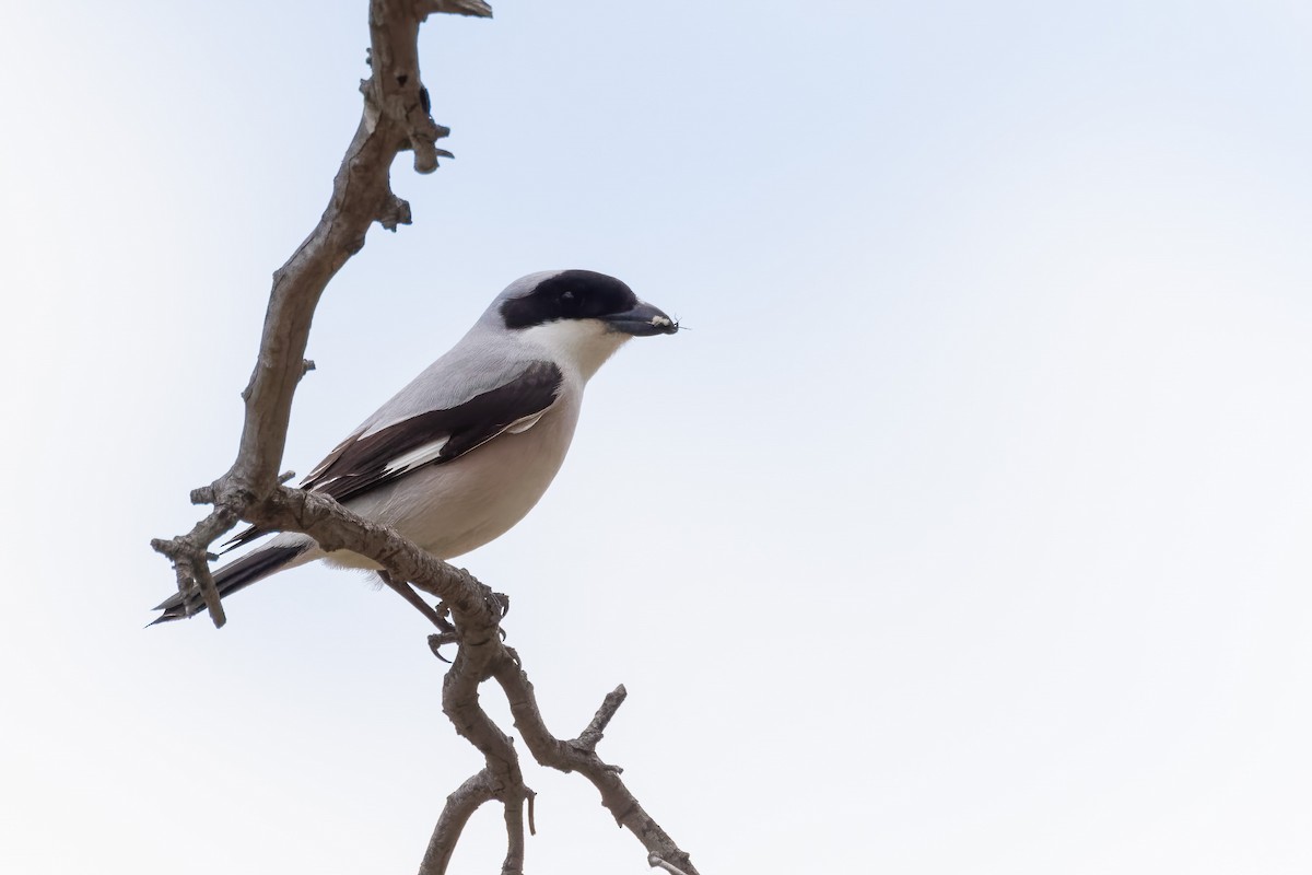 Lesser Gray Shrike - ML644481980