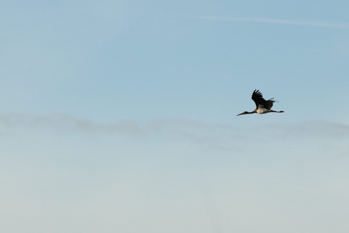 Black Stork - ML644481988