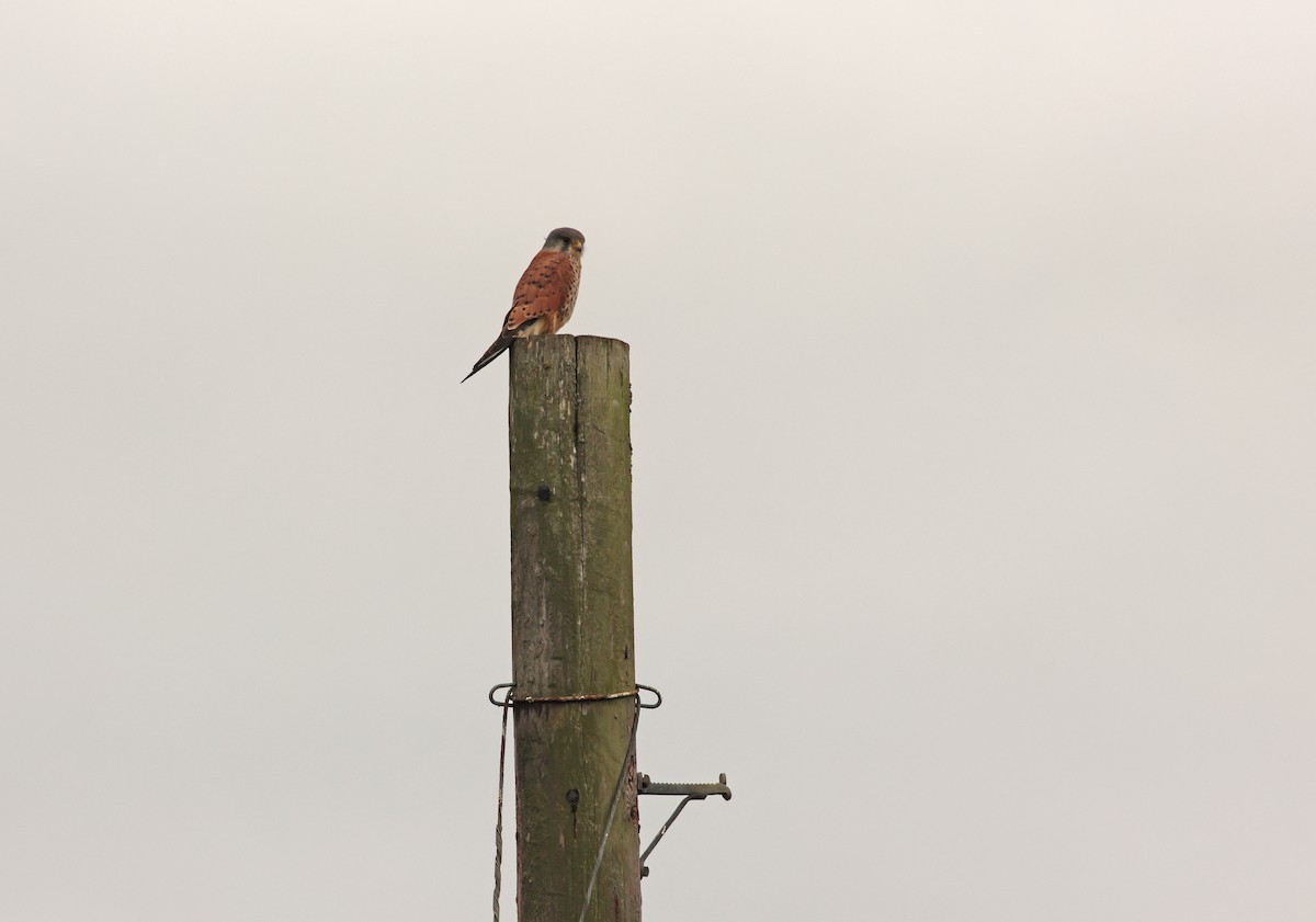 tårnfalk - ML644481989