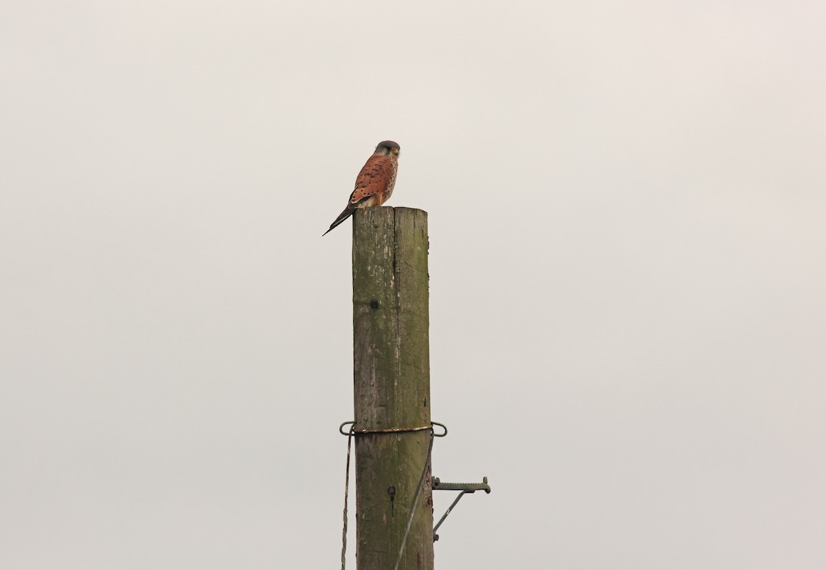 tårnfalk - ML644481990