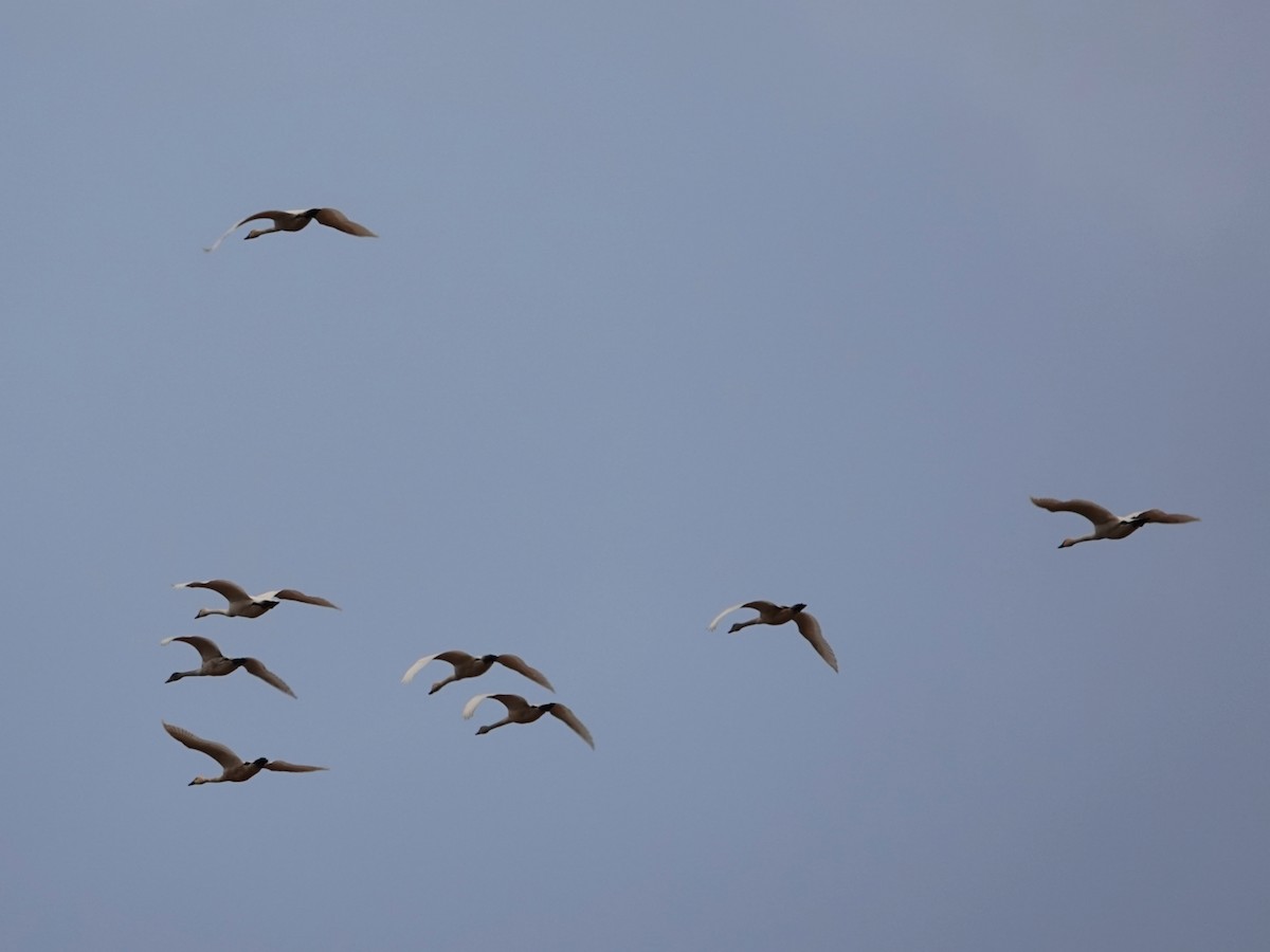 Küçük Kuğu - ML644481995