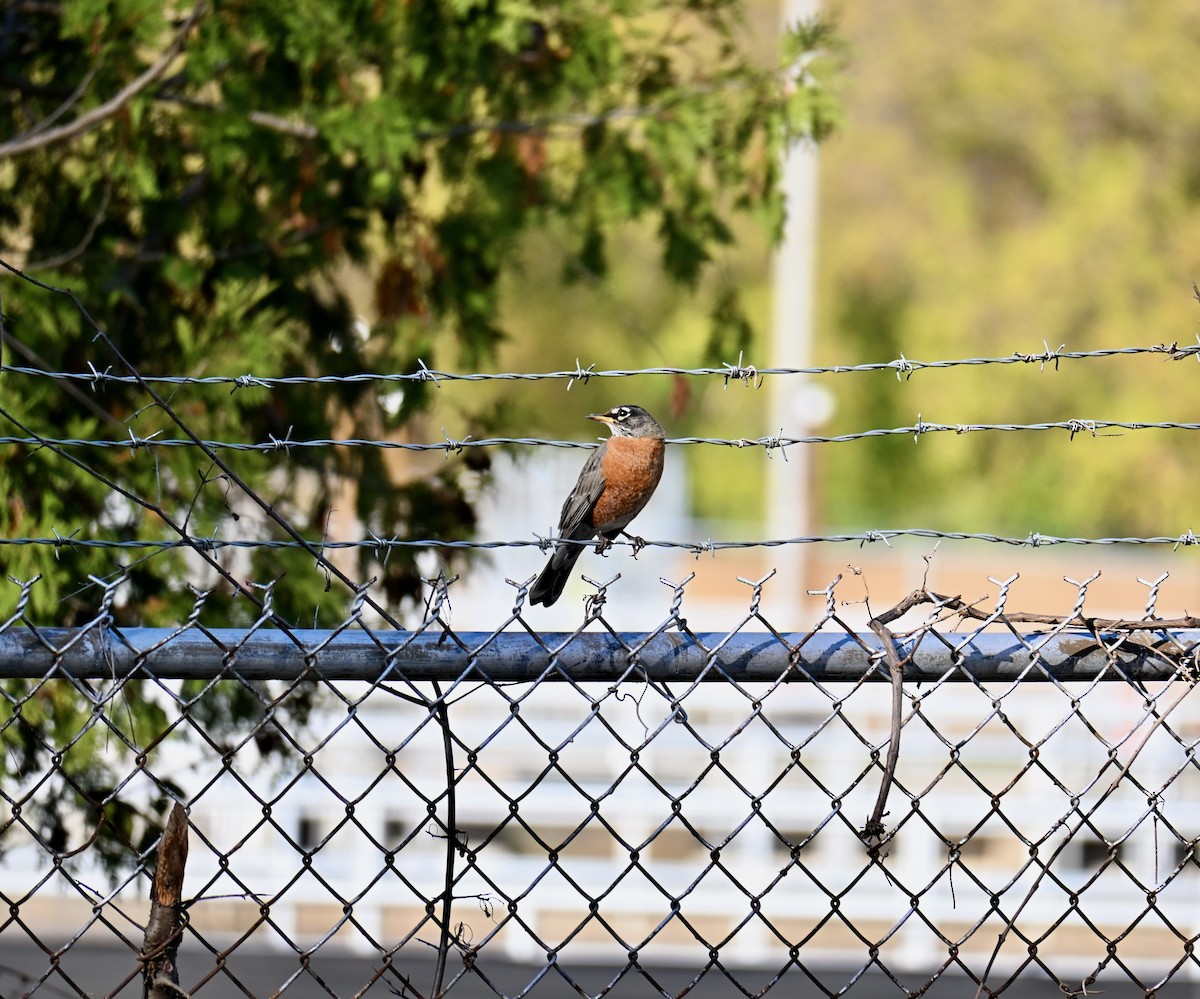 American Robin - ML644481997