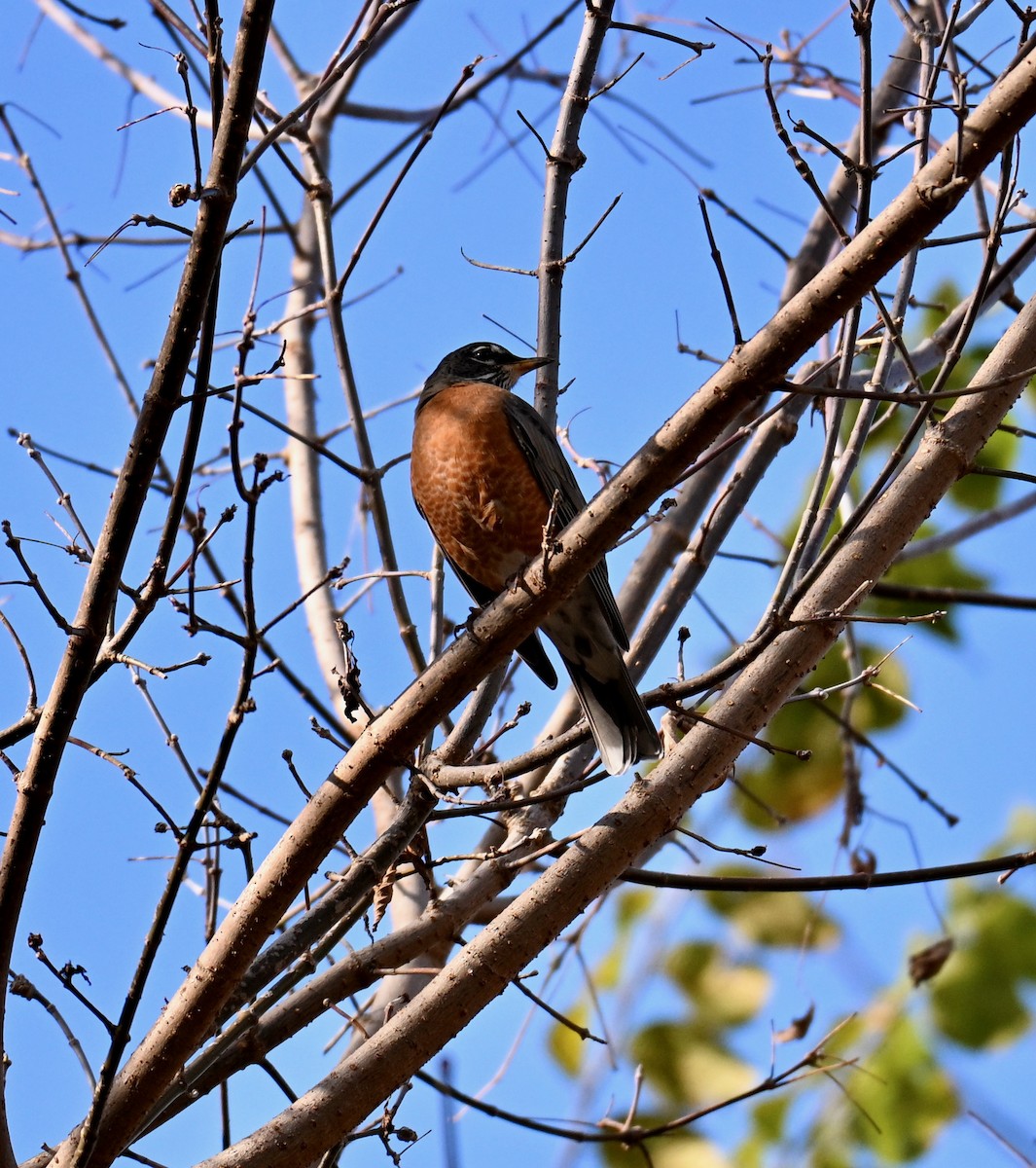 American Robin - ML644481998