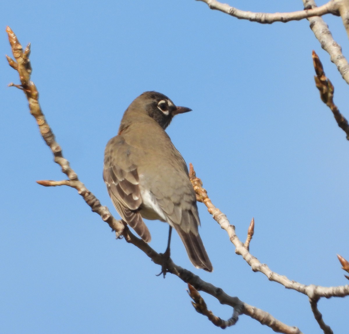 American Robin - ML644482011