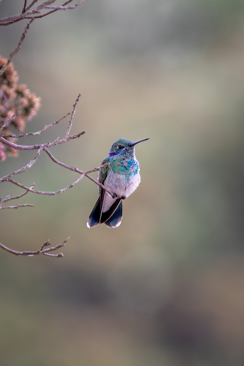 シロハラハチドリ - ML644482019