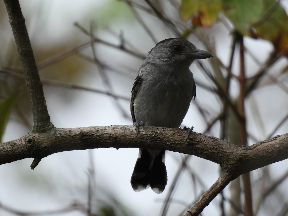 Planalto Slaty-Antshrike - ML644482032