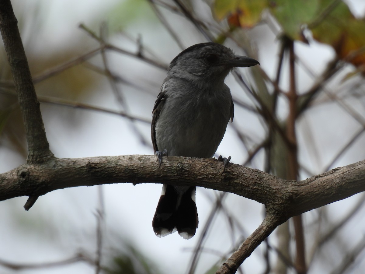 Planalto Slaty-Antshrike - ML644482033