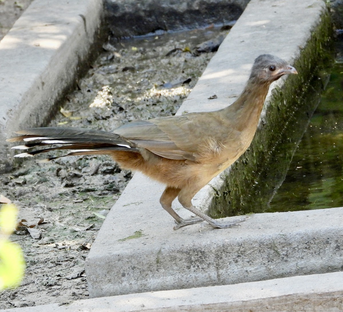 čačalaka obecná - ML644482038