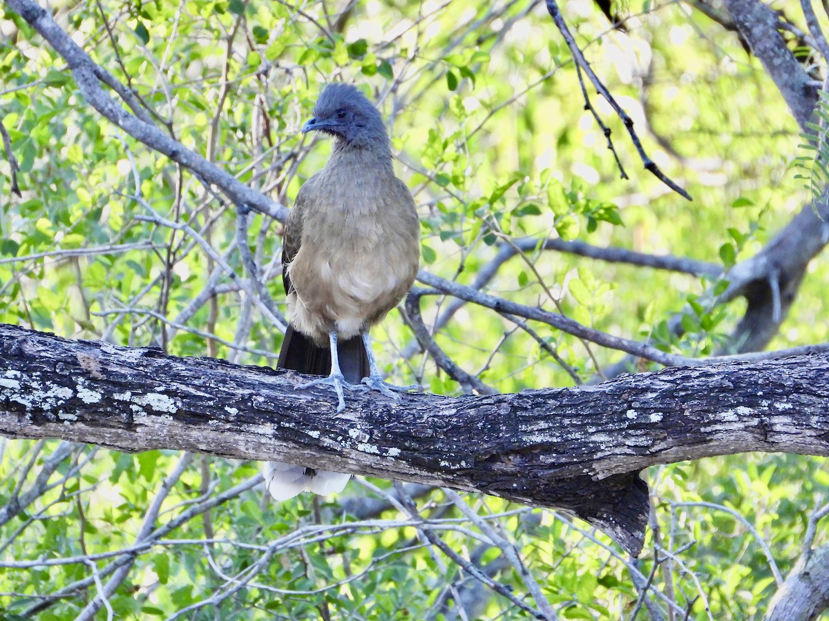 čačalaka obecná - ML644482039