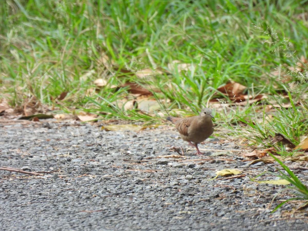 Eared Dove - ML644482040