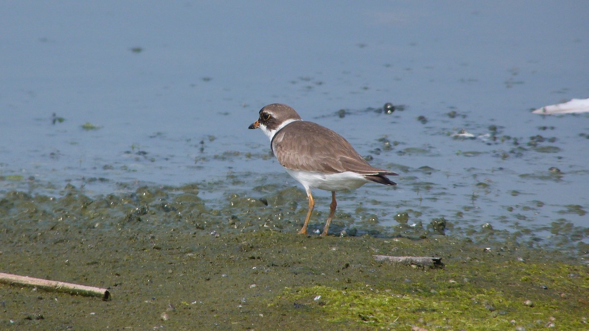 kulík kanadský - ML644482055