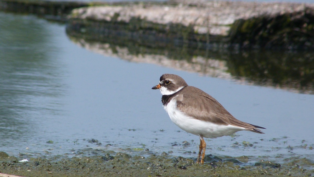 kulík kanadský - ML644482056