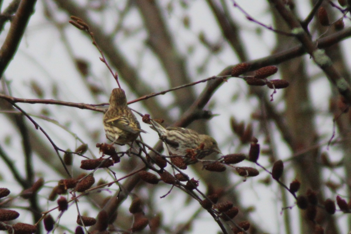 Pine Siskin - ML644482064