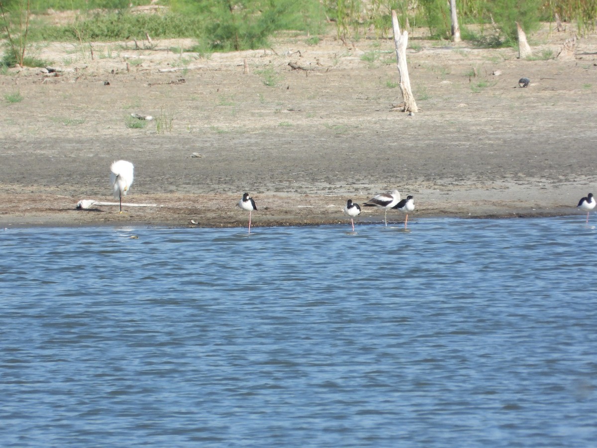 Schwarznacken-Stelzenläufer - ML644482066