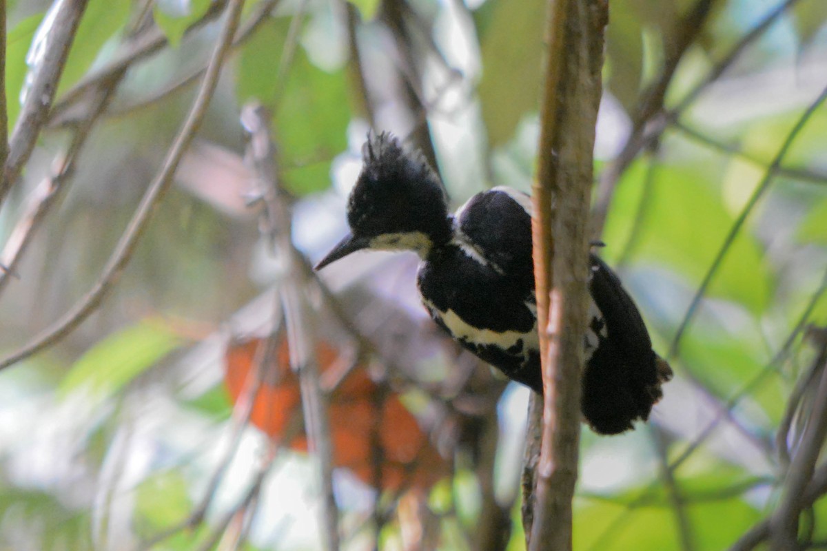 Pic canente - ML644482074