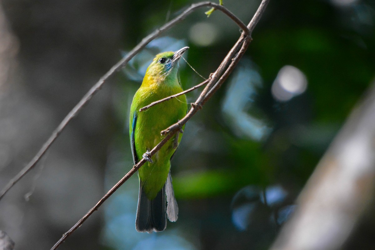 Blue-winged Leafbird - ML644482080
