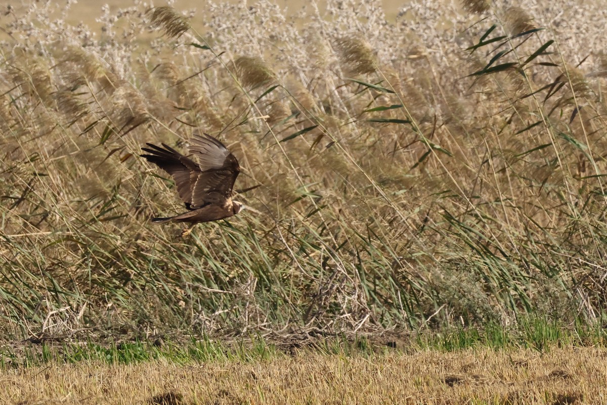 Zingira-mirotz eurasiarra - ML644482081