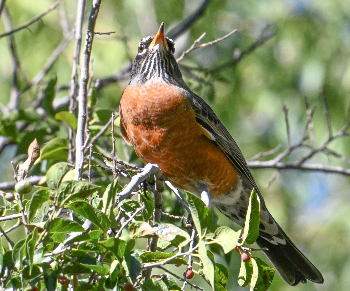 American Robin - ML644482082
