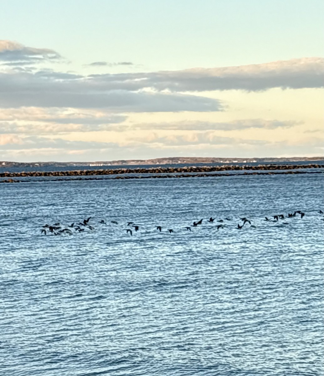 Brant (Pale-bellied) - ML644482086