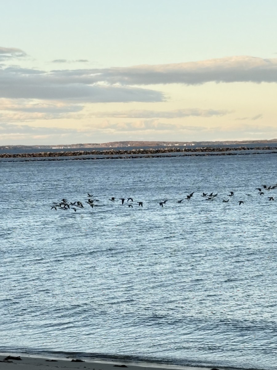 Brant (Pale-bellied) - ML644482087