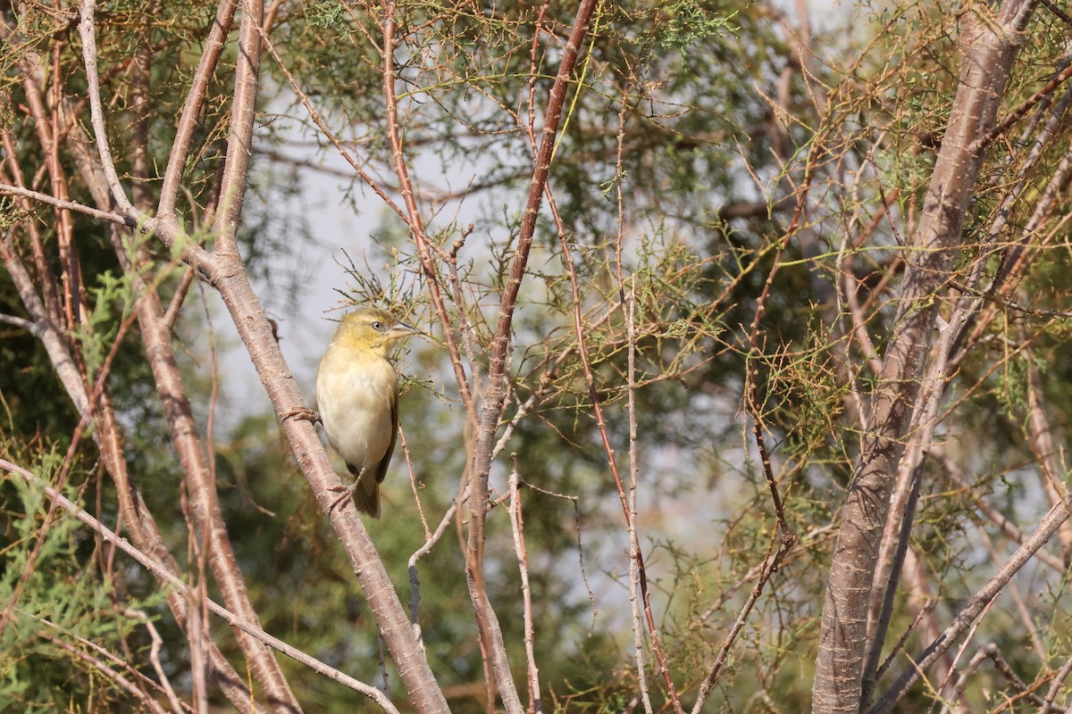 Txori ehule burubeltza - ML644482089