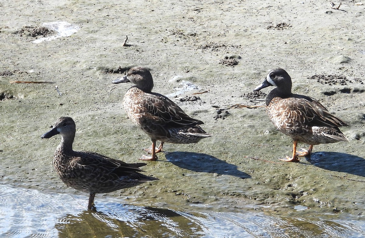 שרשיר כחול-כנף - ML644482090
